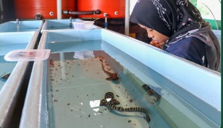 Zebra shark pups being raised in a conservation nursery tank