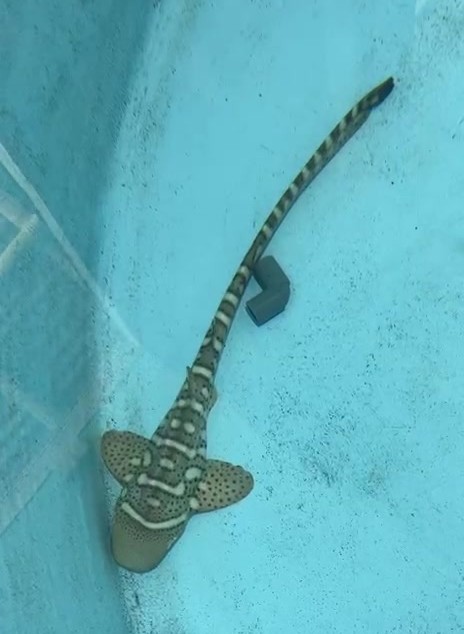 Powertee, our adopted zebra shark pup, in the conservation nursery
